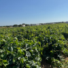 Finca segregada  de 5.500 m2 con viñedo en producción zona Venta Tocino 